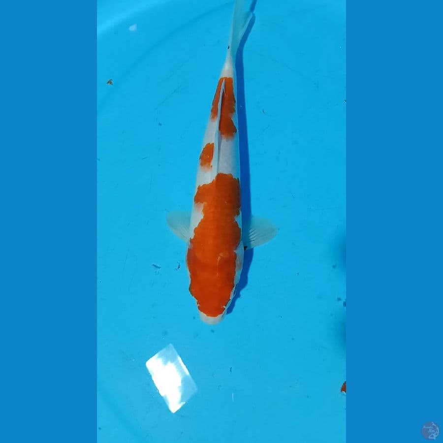 kohaku 25cm