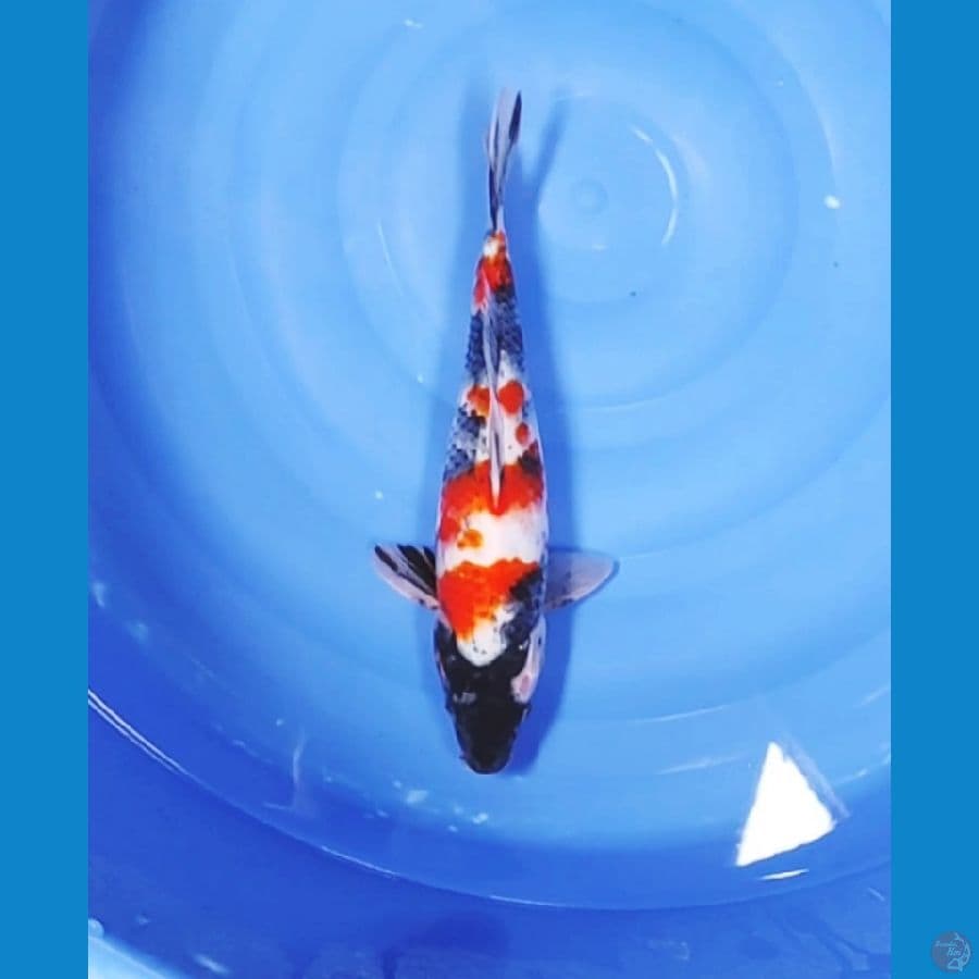 37 CM ~ TATEGOI SHOWA