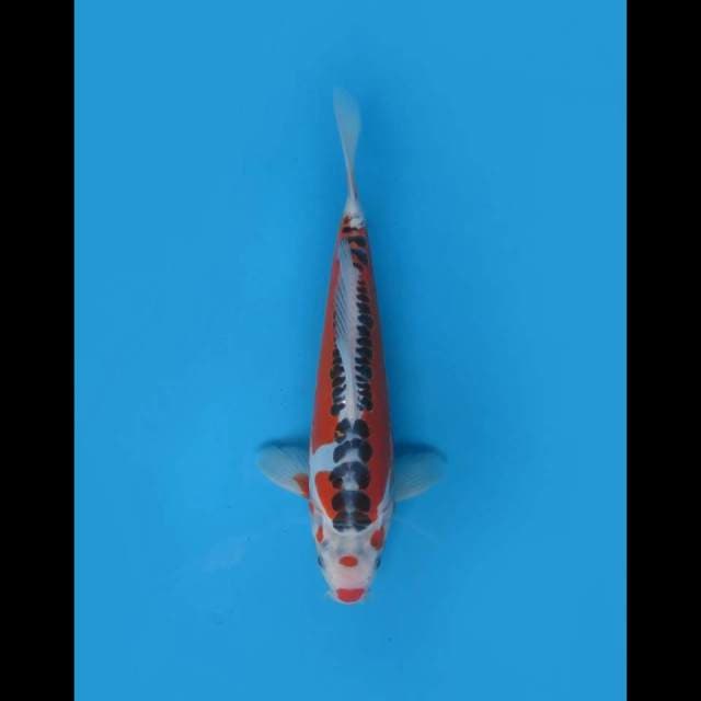 30cm - Male - F1 Hanna Shusui SQ Halus