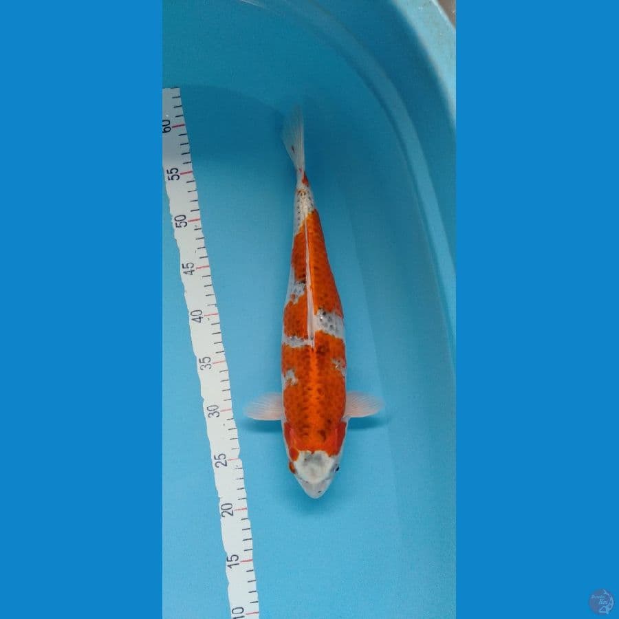 Ghosiki good body original F 39cm