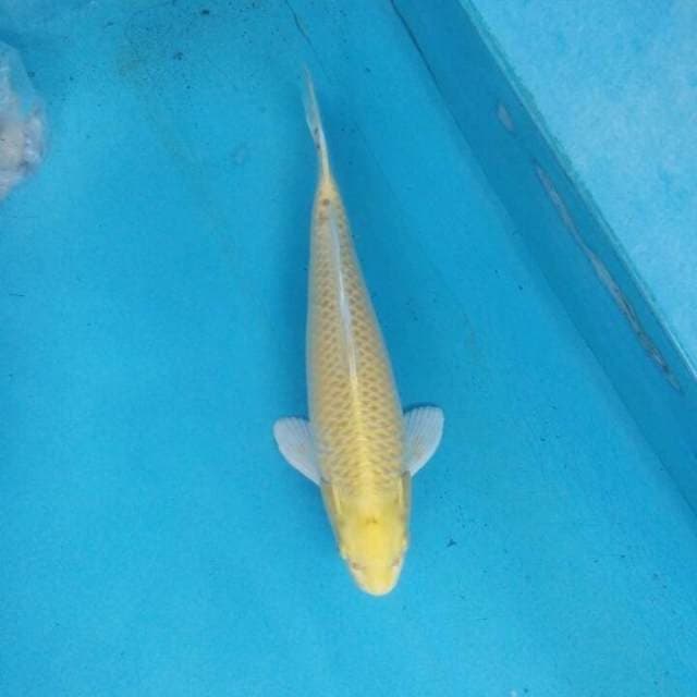 Yamabuki Mata Merah 28 cm