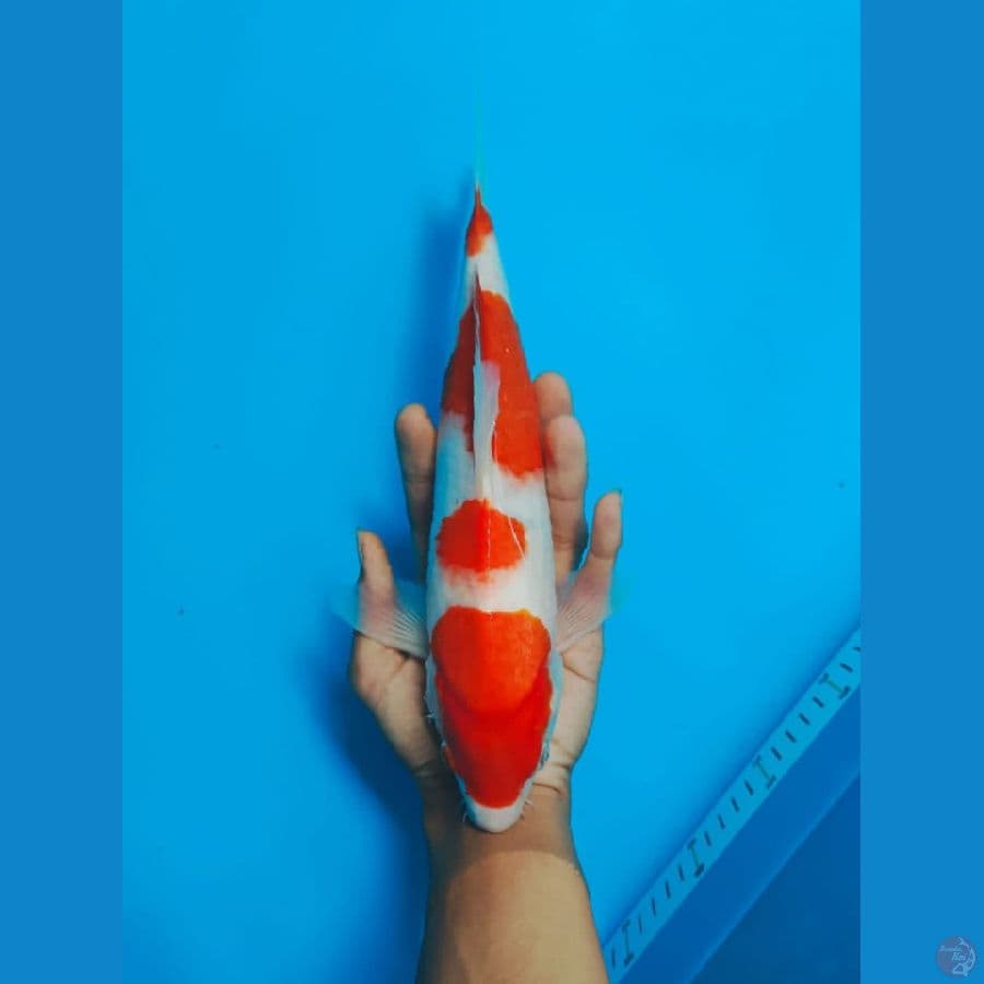 KOHAKU 3QCM