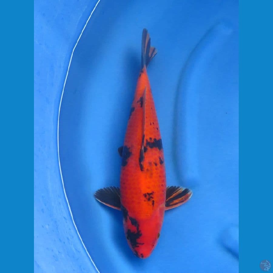 43cm - Red Male Hi Utsuri