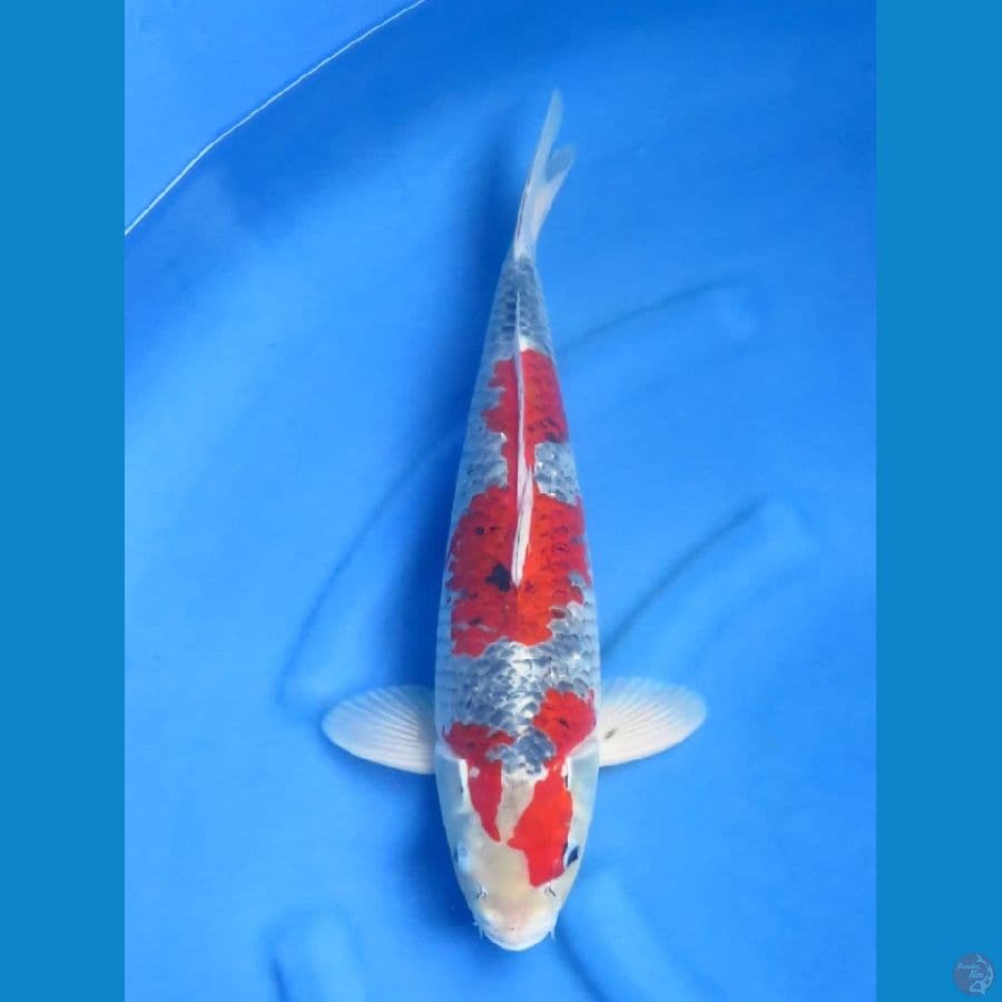 46cm - Red male goshiki