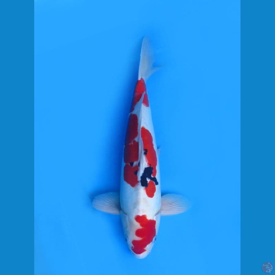 47cm - Red Male Sanke Doitsu