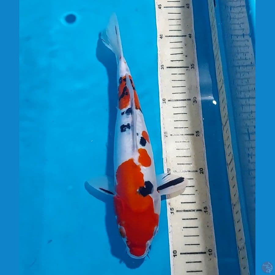SANKE DOITSU 32 CM