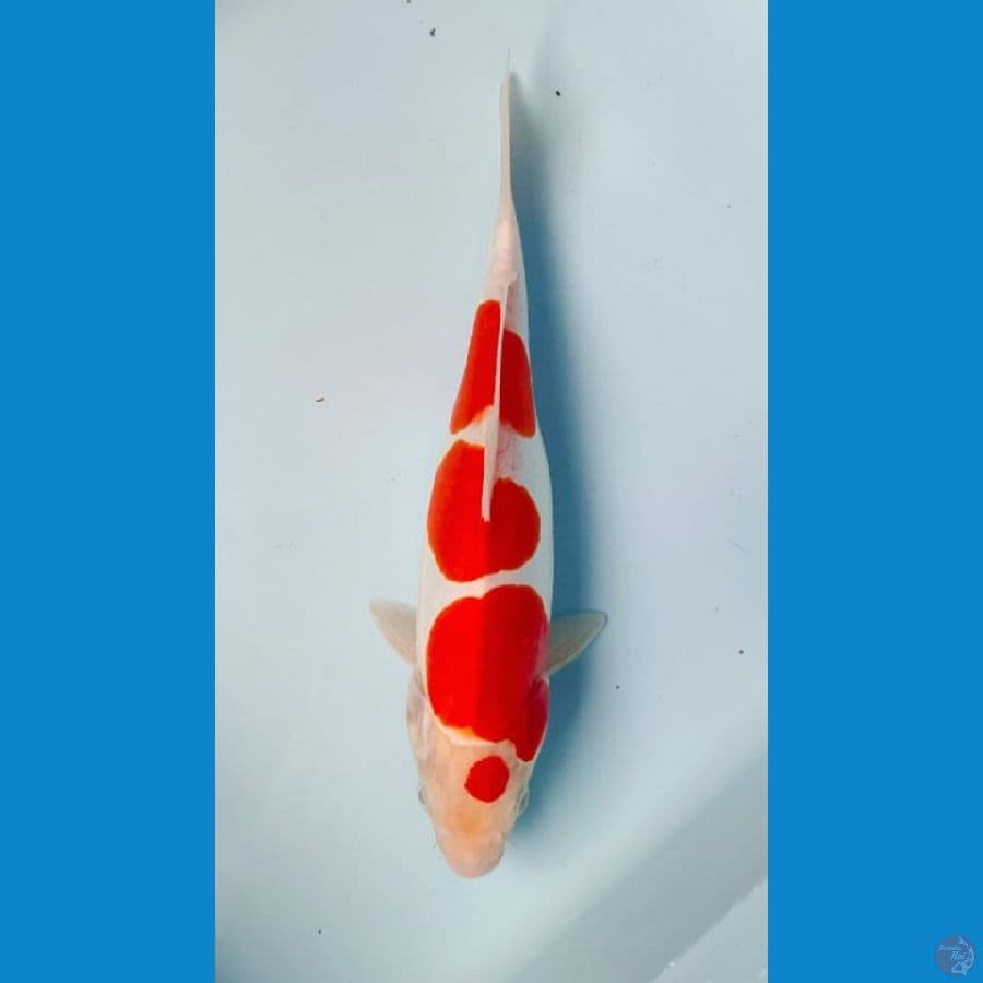 doitsu kohaku