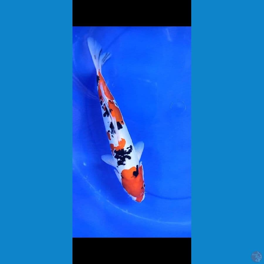 sanke doitsu 33 cm