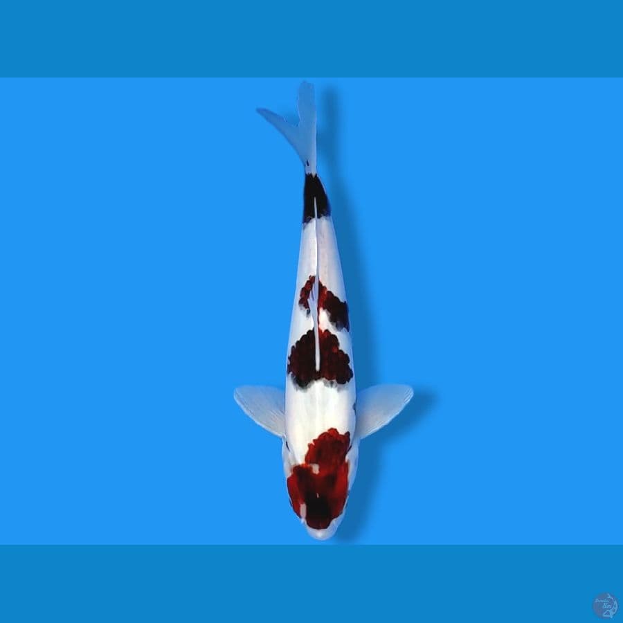 35cm