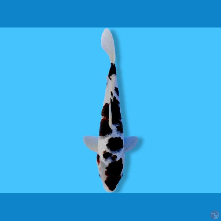 30cm