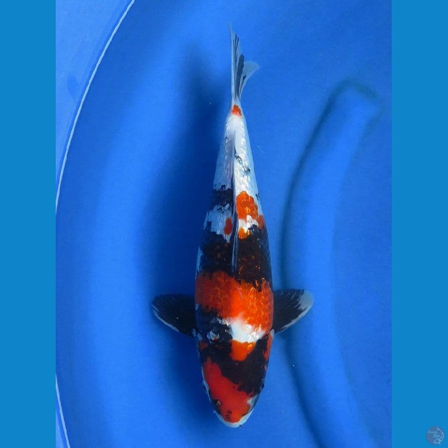 34cm , Showa Ginrin SQ