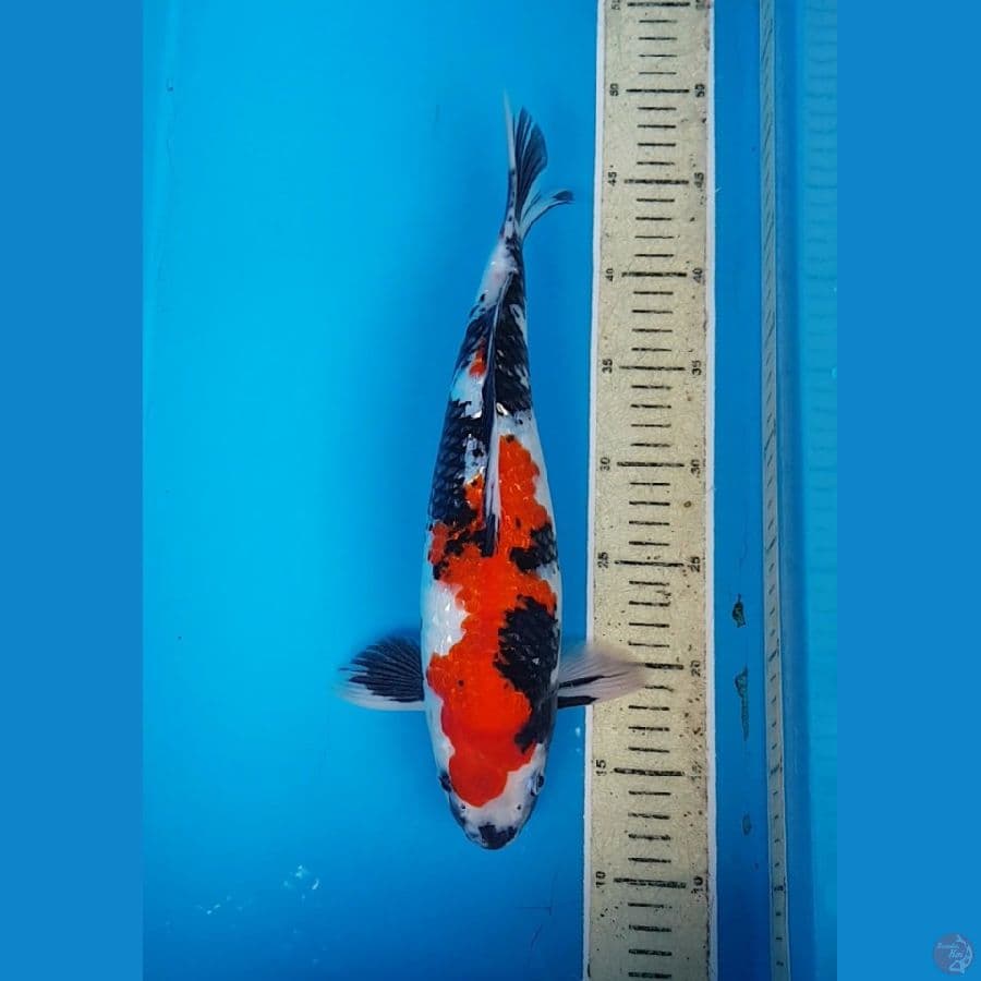 SHOWA GINRIN 36 cm