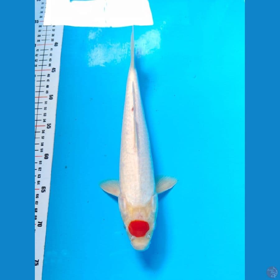 tanco kohaku male 32cm