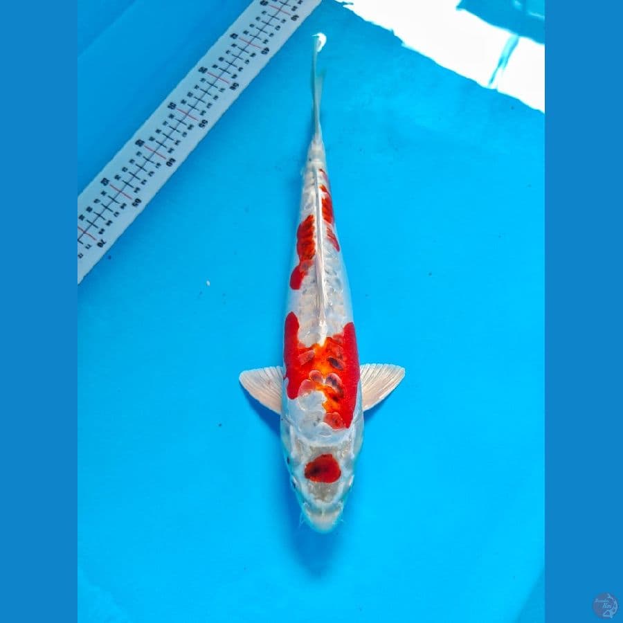 kiko 36 cm