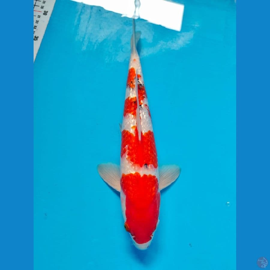 sanke male 32cm