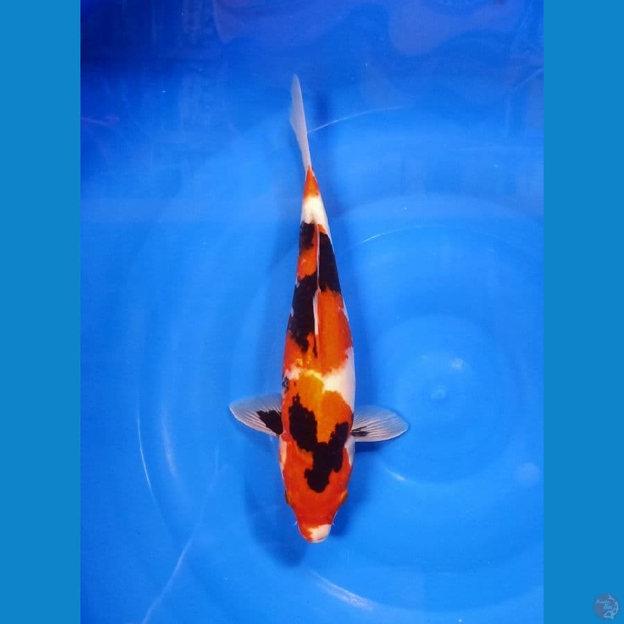 Showa size 33 cm
