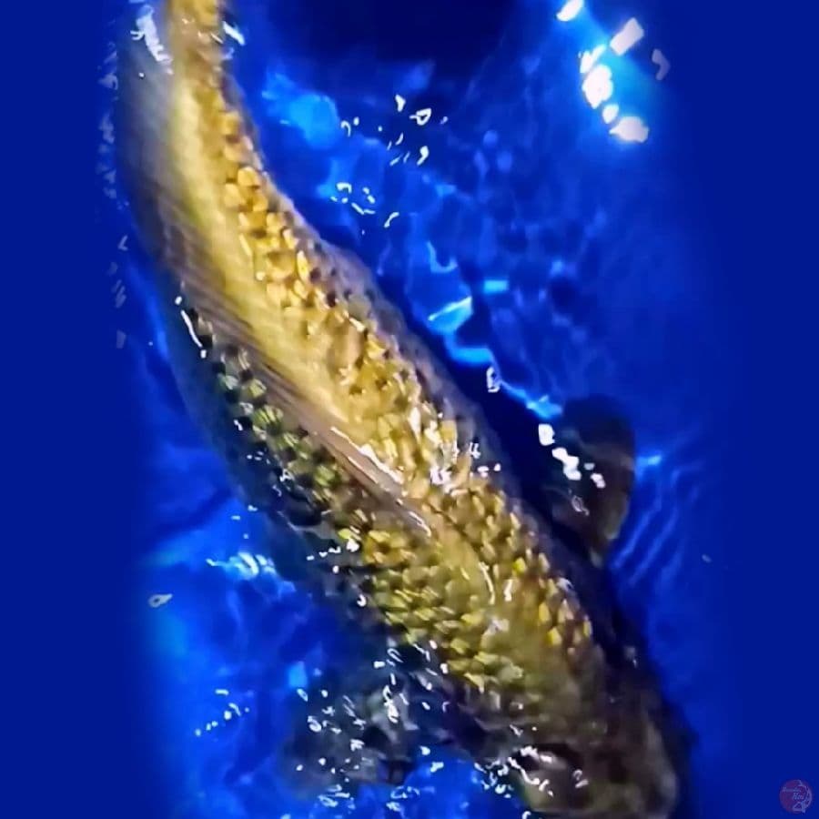F46
