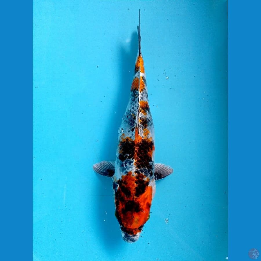showa hikari 29 cm