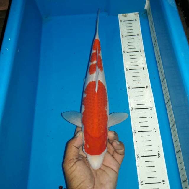 Kohaku f1