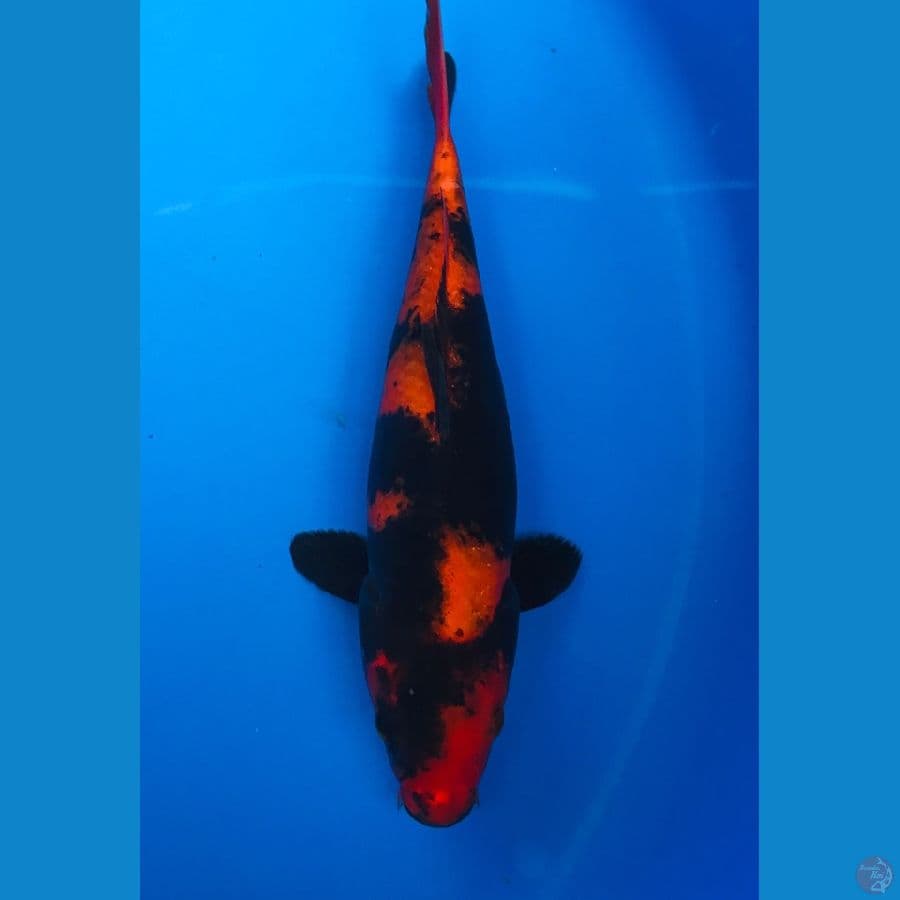 hi utsuri 22cm