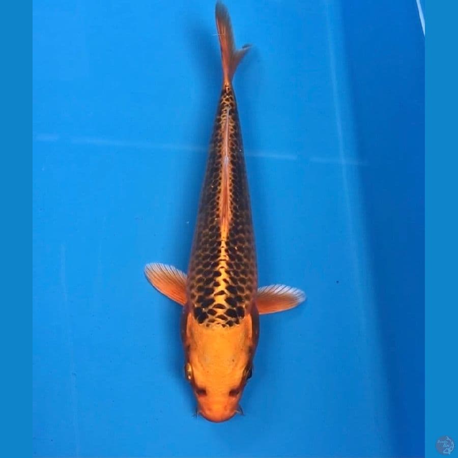 matsuba 18cm