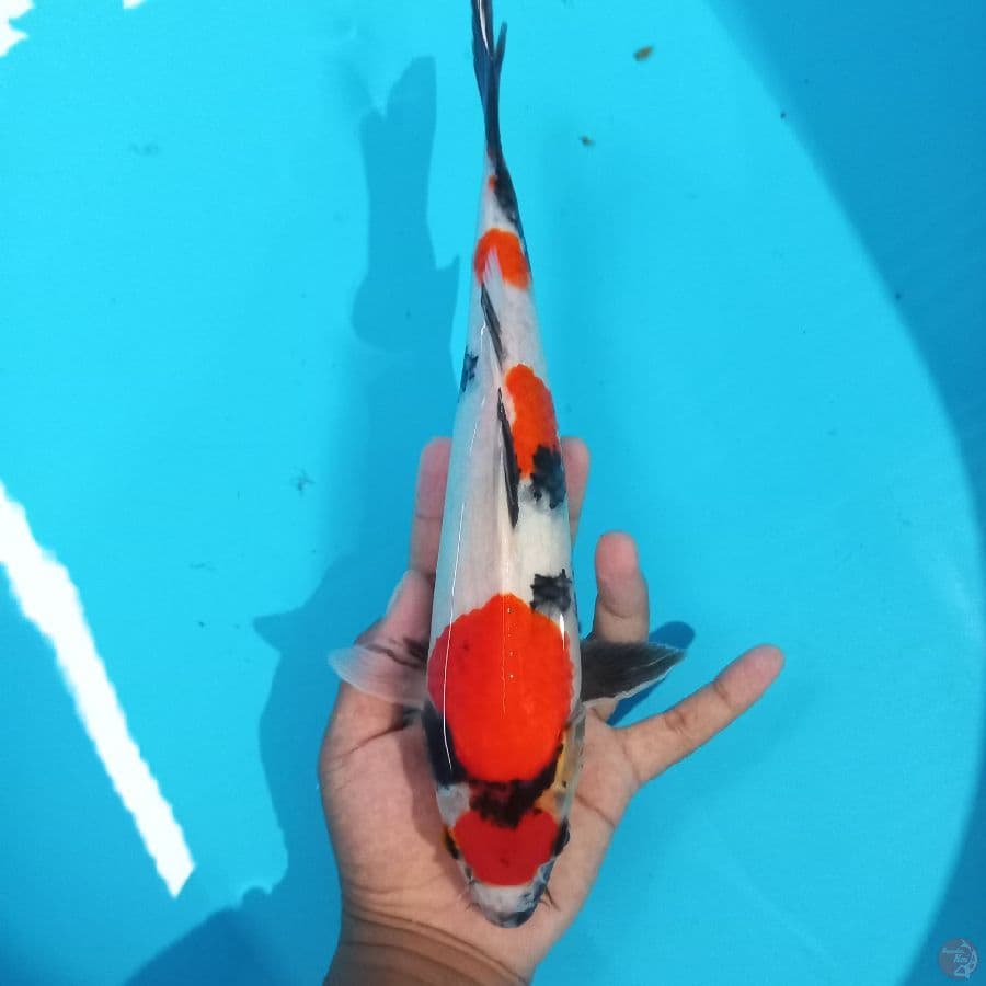 *SHOWA//31 CM*