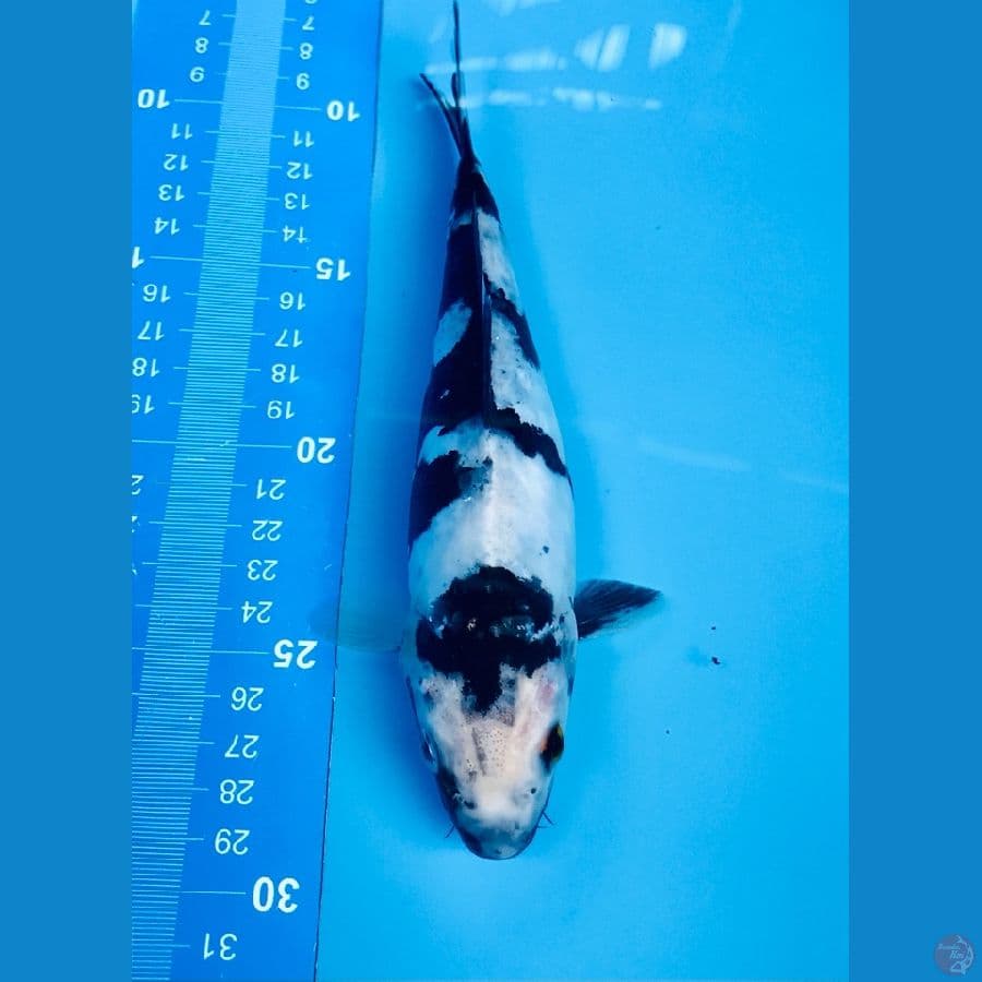shiro doitsu 20cm
