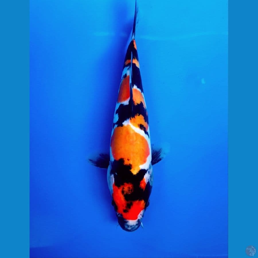 showa doitsu 20cm