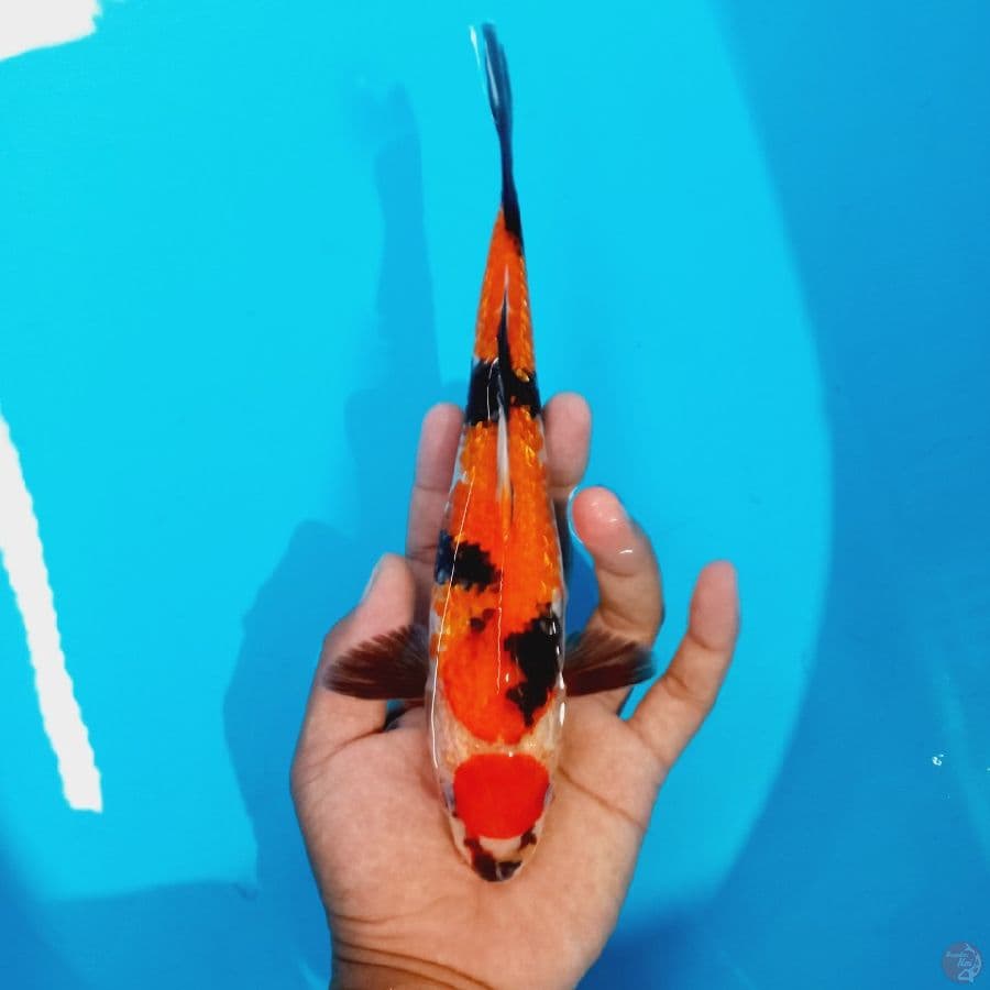 *MARUTEN SHOWA//25 CM*