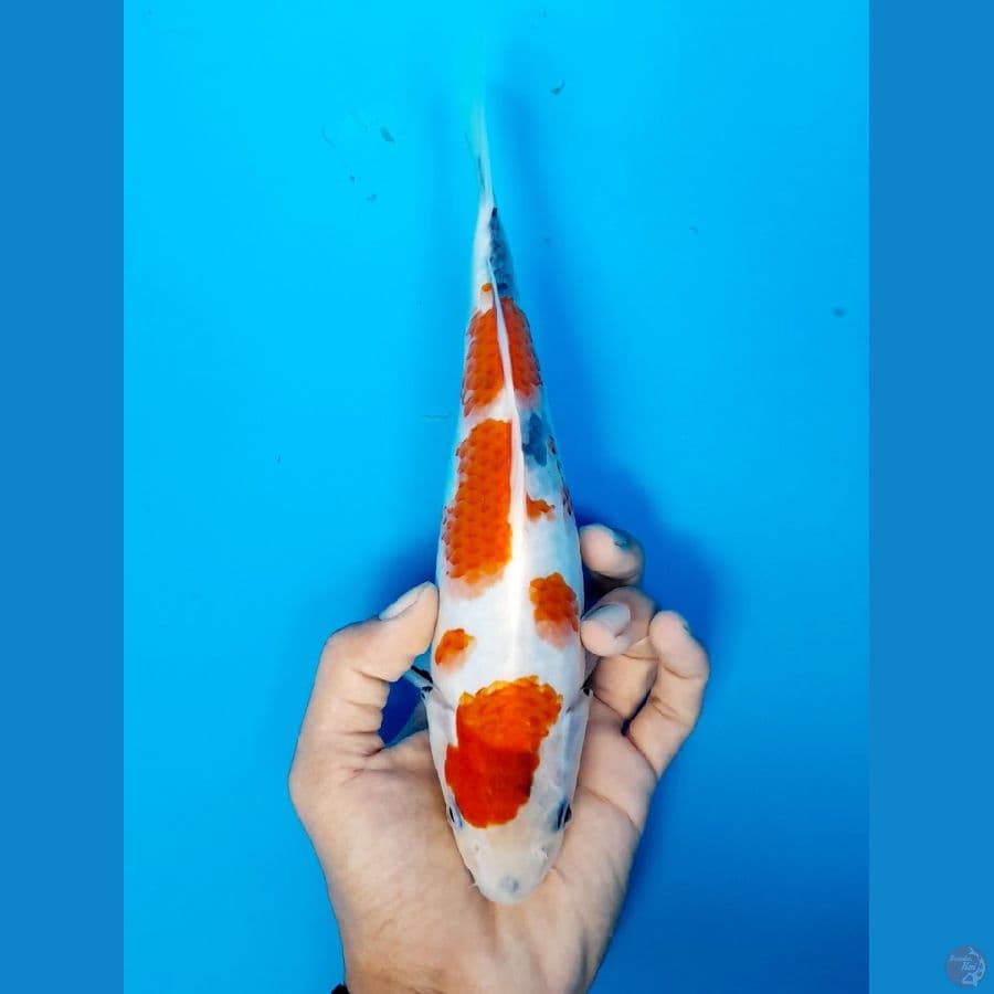showa 26cm