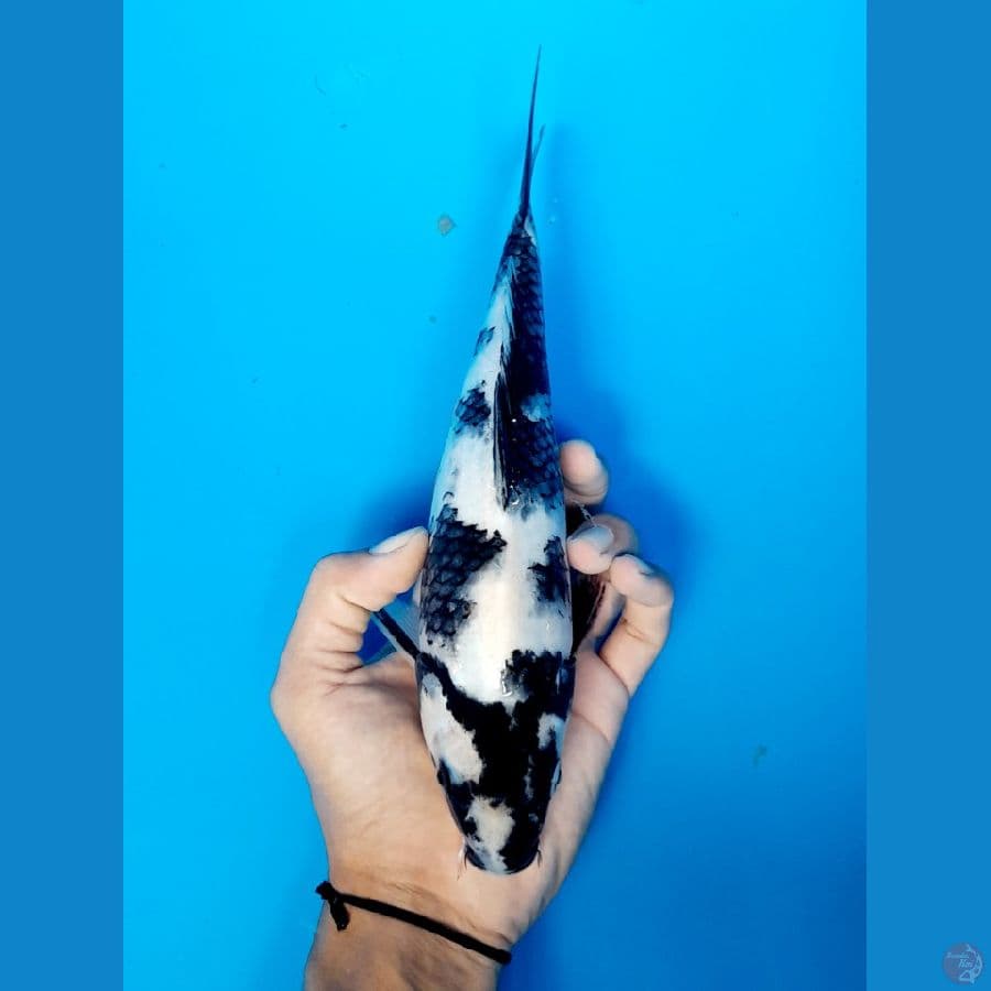 shiro 25cm