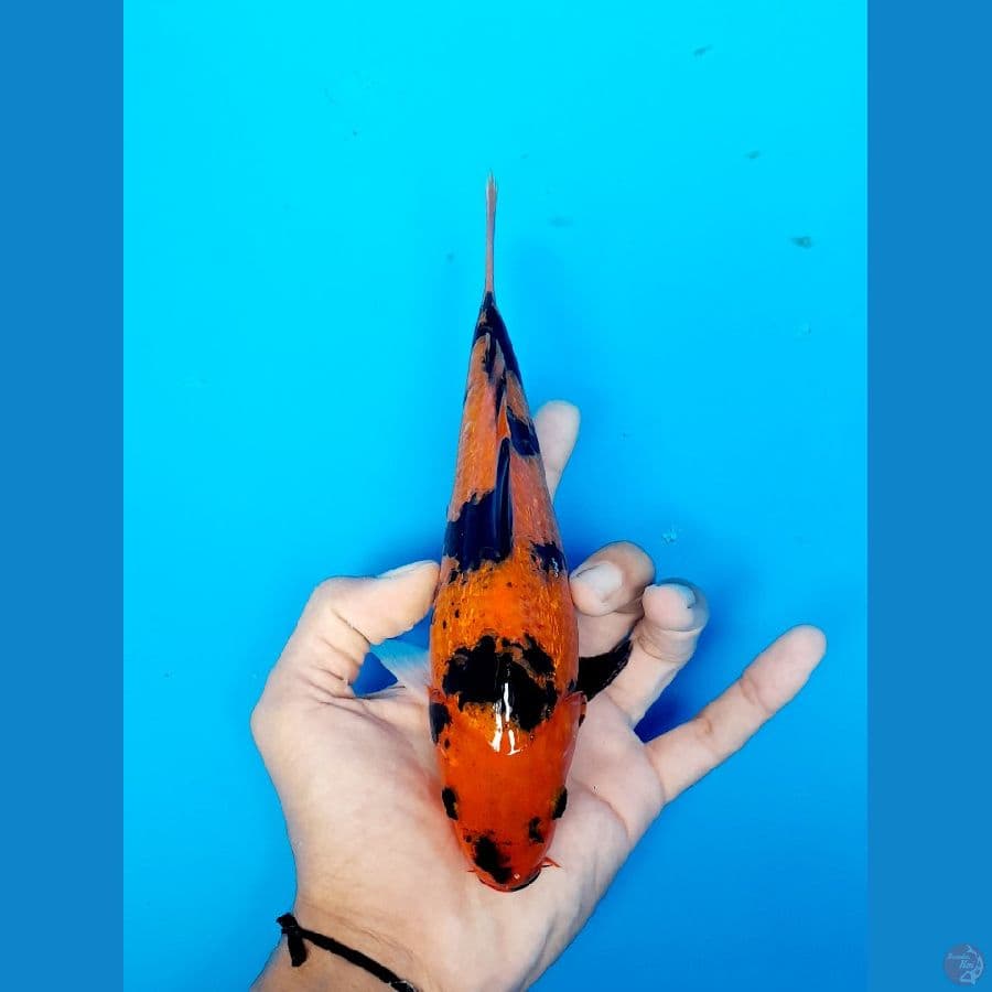 hiutshuri ginrin 22cm