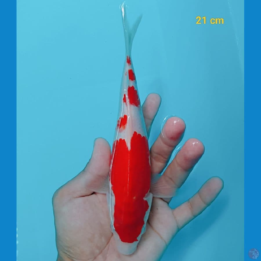 SQ kohaku 21 cm
