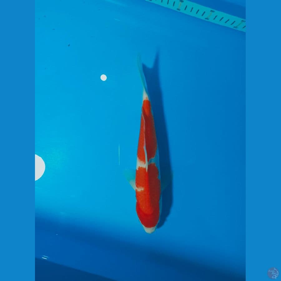 KOHAKU 31CM