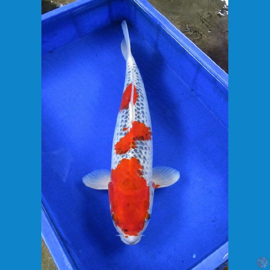 goshiki 50bu