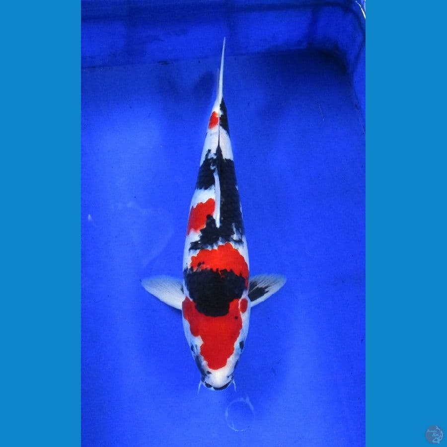 showa hq ±36cm jantan