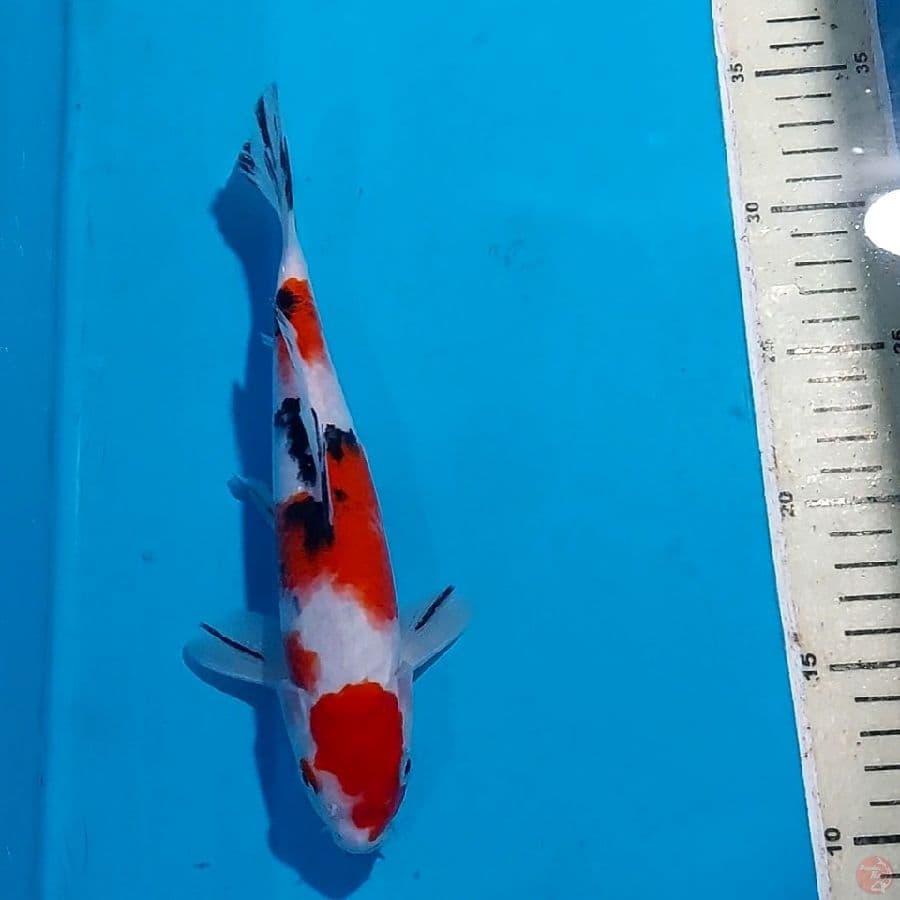 SANKE 23 CM