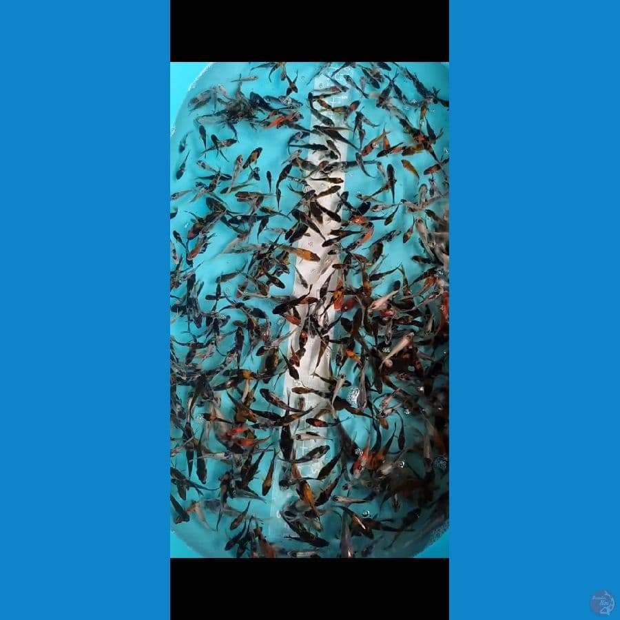 Showa Shiro Mix 400 ekor 4-7cm