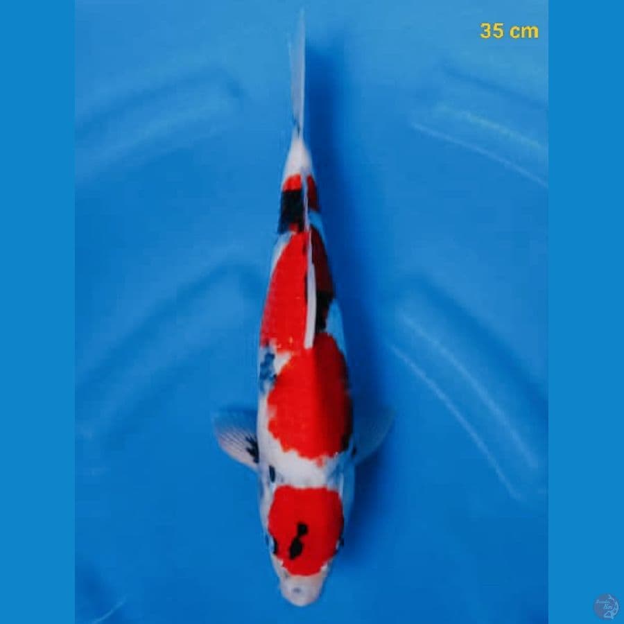 SQ showa male 35 cm