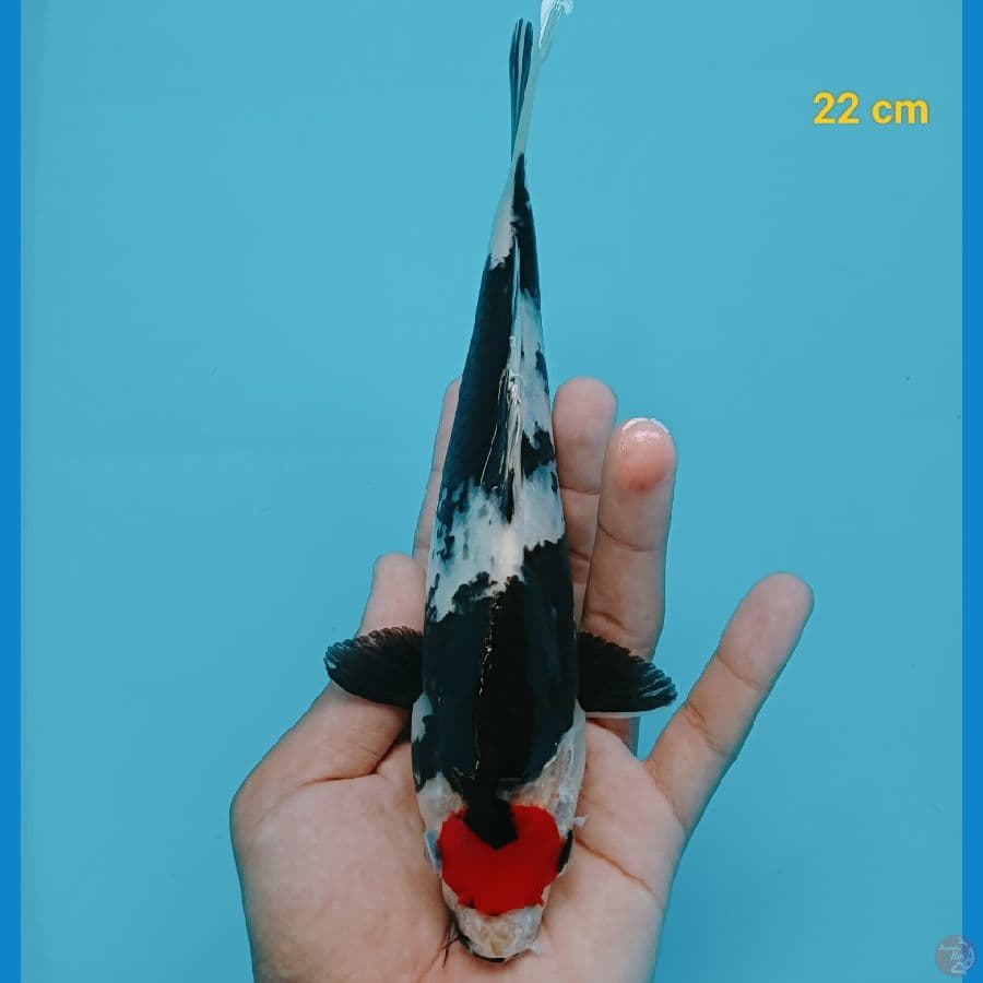 Tancho showa 22 cm