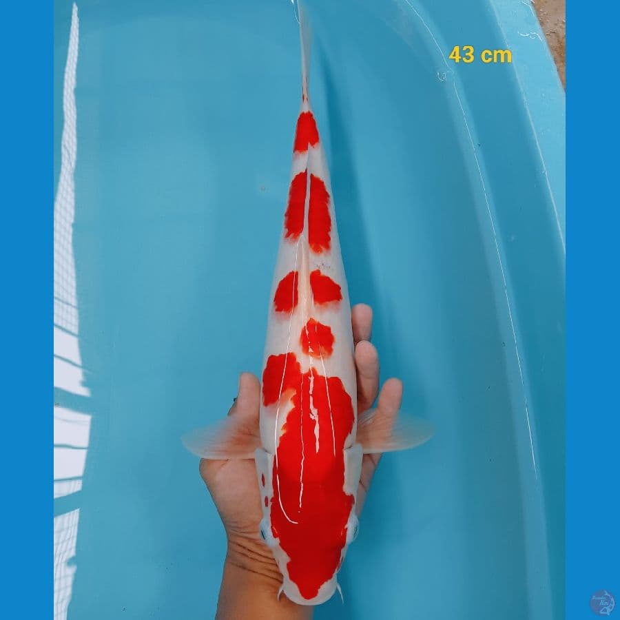 male 43 cm