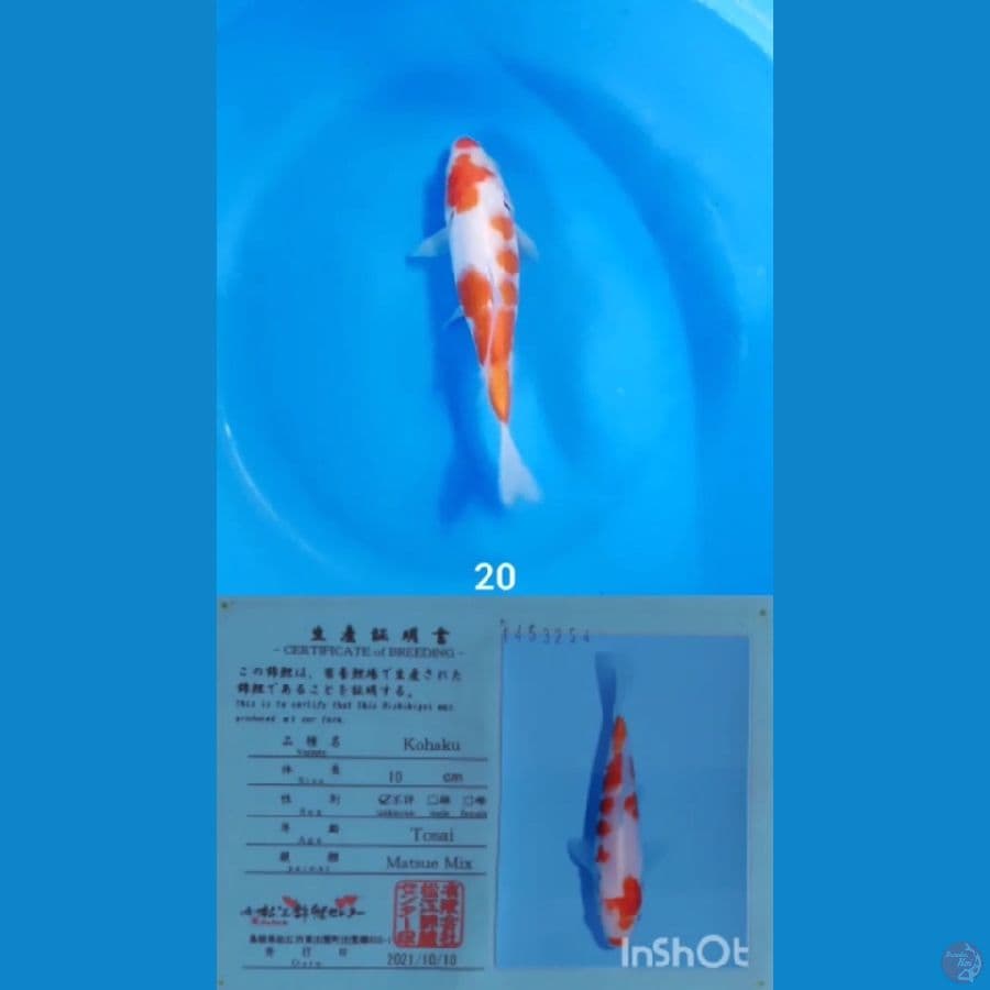 KOHAKU MATSUE CEPLOK
