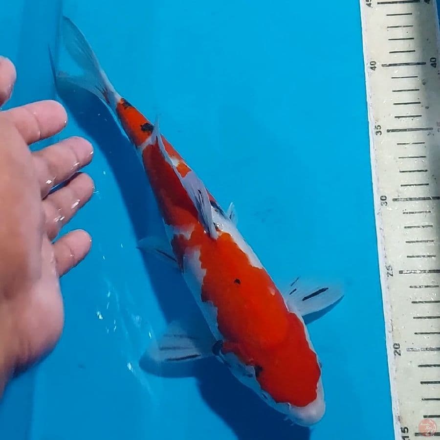 SANKE 30 CM