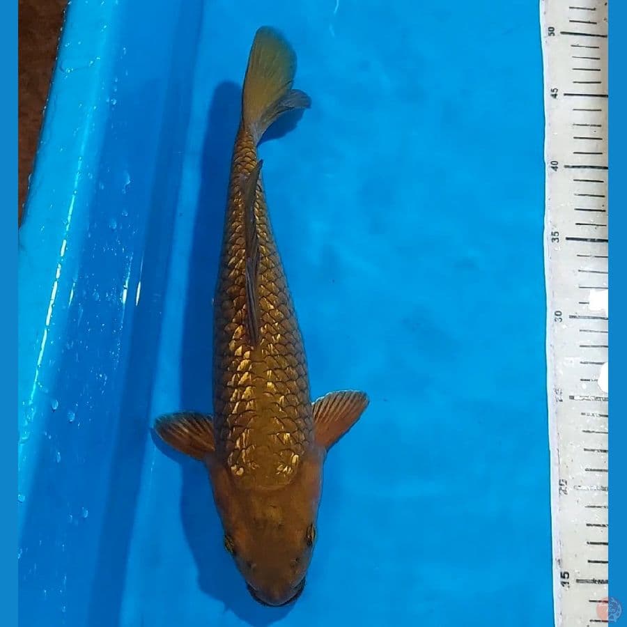 CHAGOI GINDRIN 33 CM