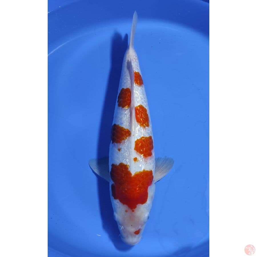 Kohaku Sakura Ginrin - 43CM