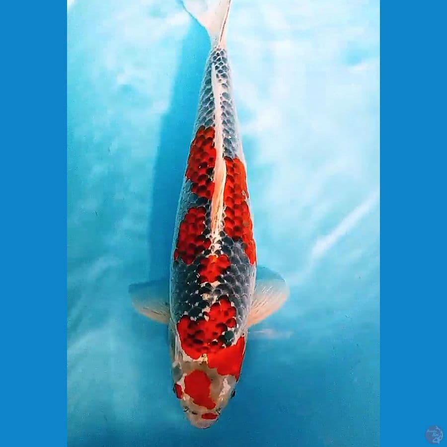 GOSHIKI jumbo