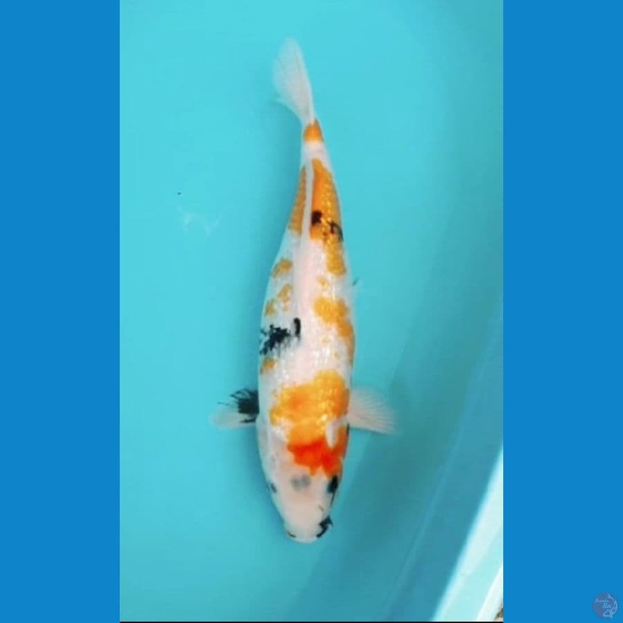 showa ginrin original 41cm