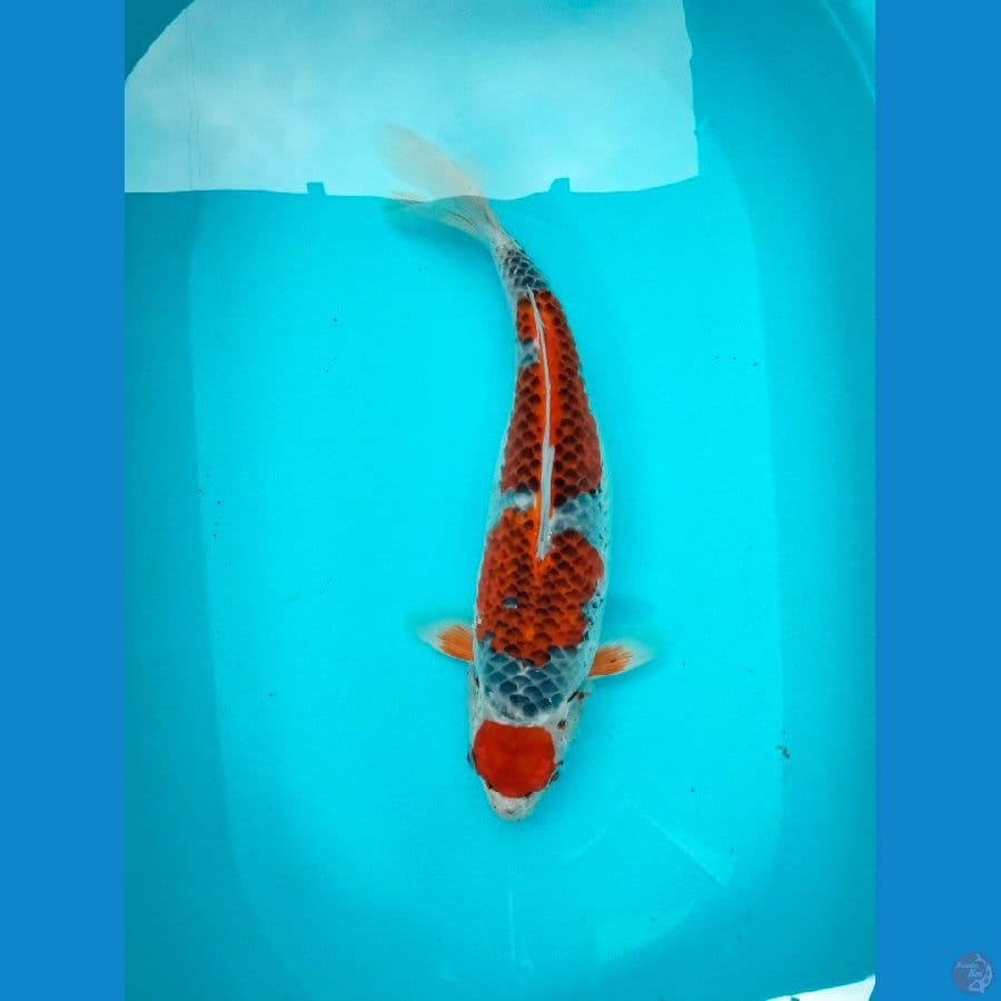 Maruten Ghosiki 43cm