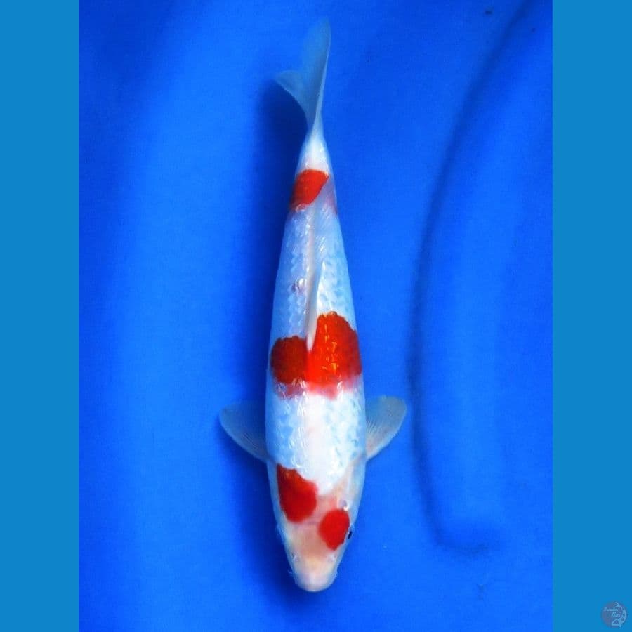 SQ KOHAKU GINRIN 25CM