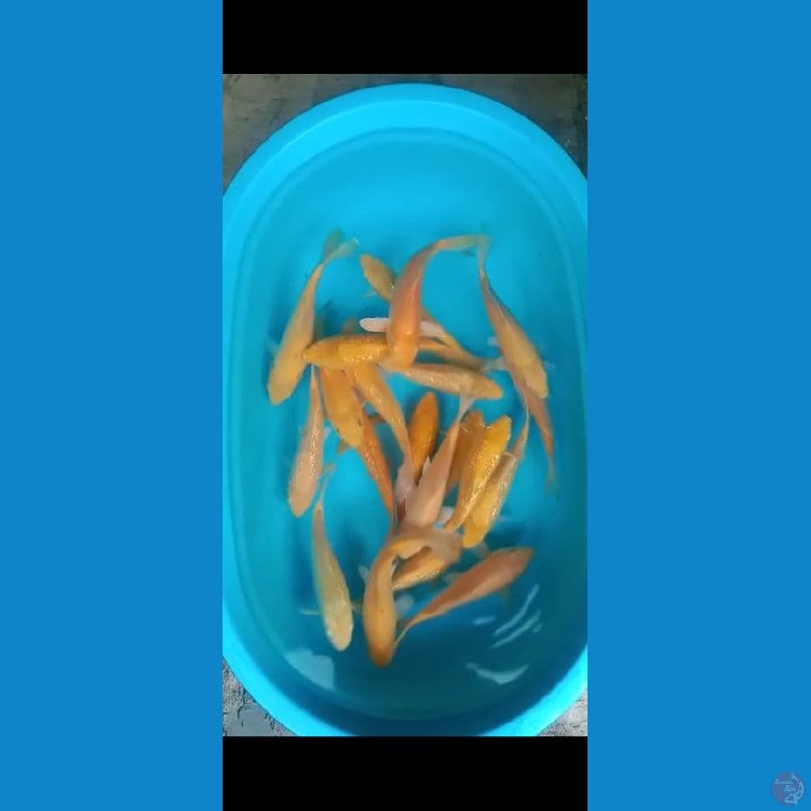 KARASHI GINRIN & NON GINRIN 20-27cm 20ekor
